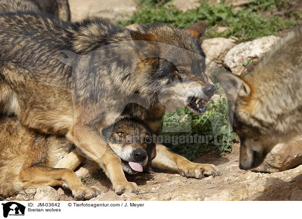 Iberische Wlfe / Iberian wolves / JM-03642