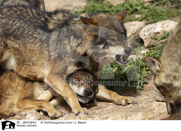 Iberische Wlfe / Iberian wolves / JM-03643