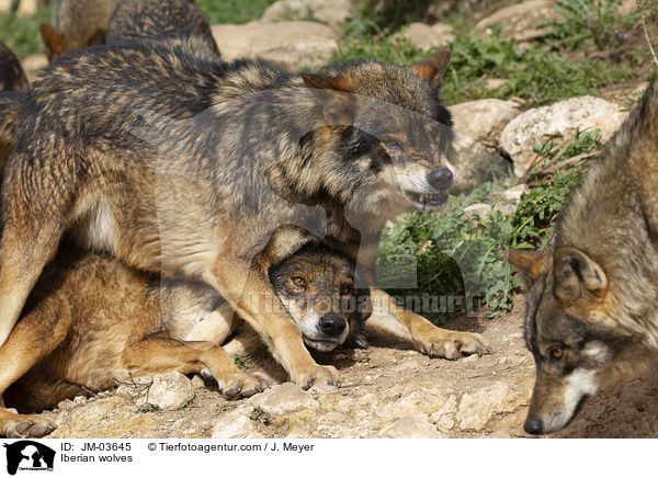 Iberische Wlfe / Iberian wolves / JM-03645