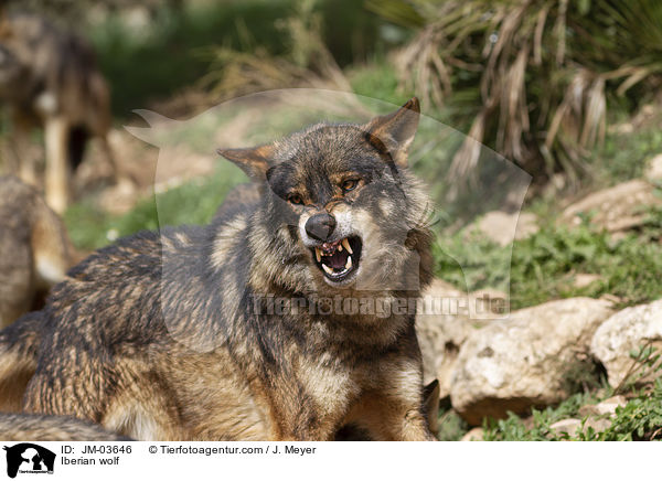 Iberischer Wolf / Iberian wolf / JM-03646