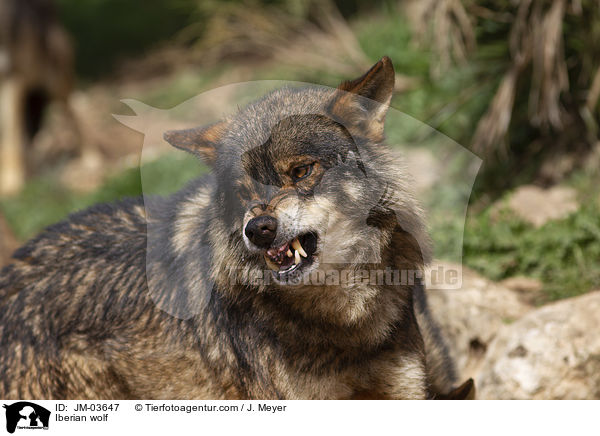 Iberischer Wolf / Iberian wolf / JM-03647