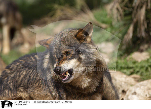 Iberischer Wolf / Iberian wolf / JM-03648