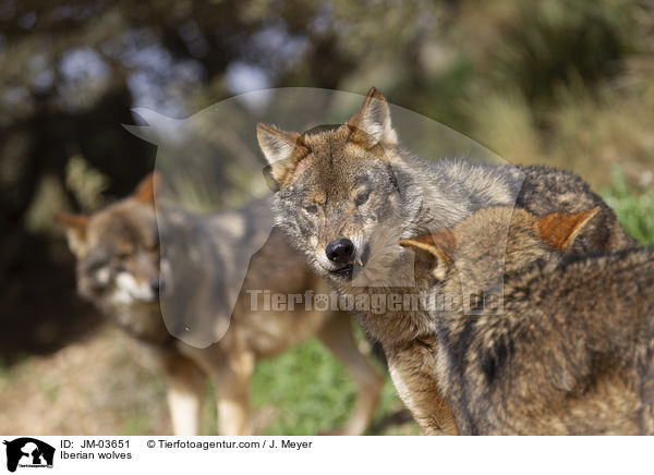 Iberian wolves / JM-03651