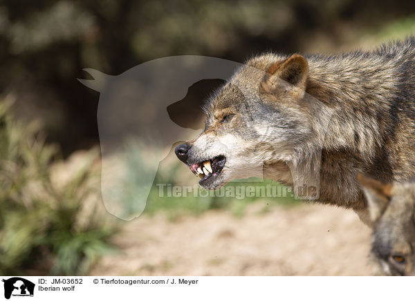 Iberischer Wolf / Iberian wolf / JM-03652