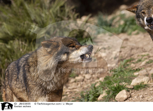 Iberische Wlfe / Iberian wolves / JM-03655