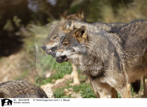 Iberische Wlfe / Iberian wolves / JM-03656