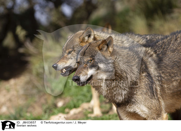 Iberische Wlfe / Iberian wolves / JM-03657