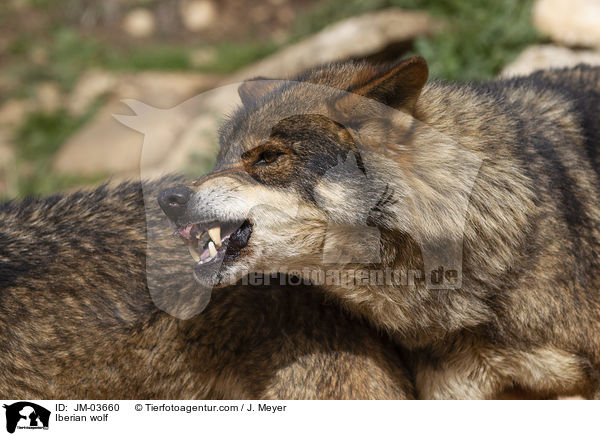 Iberischer Wolf / Iberian wolf / JM-03660