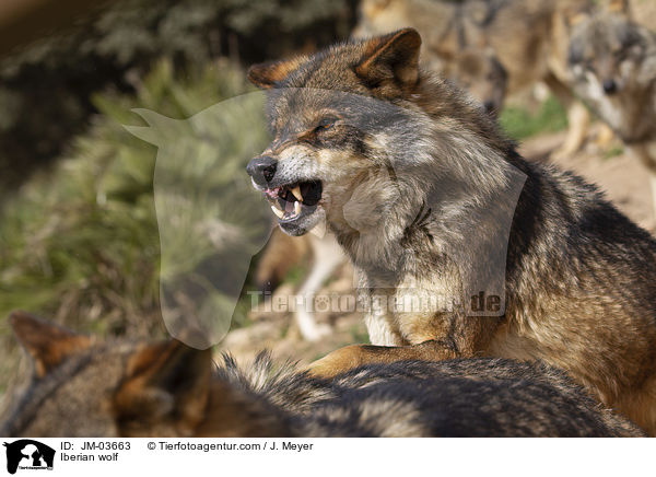 Iberischer Wolf / Iberian wolf / JM-03663