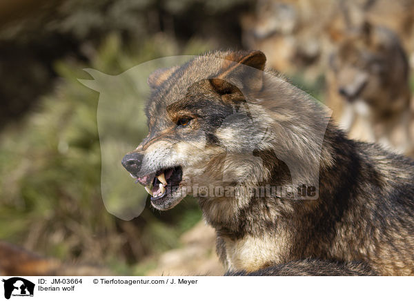 Iberischer Wolf / Iberian wolf / JM-03664