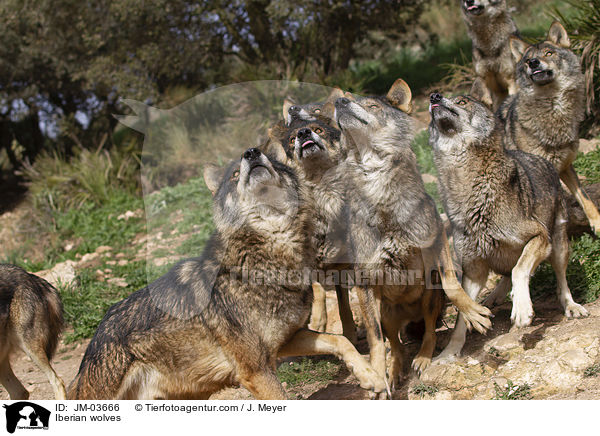 Iberian wolves / JM-03666