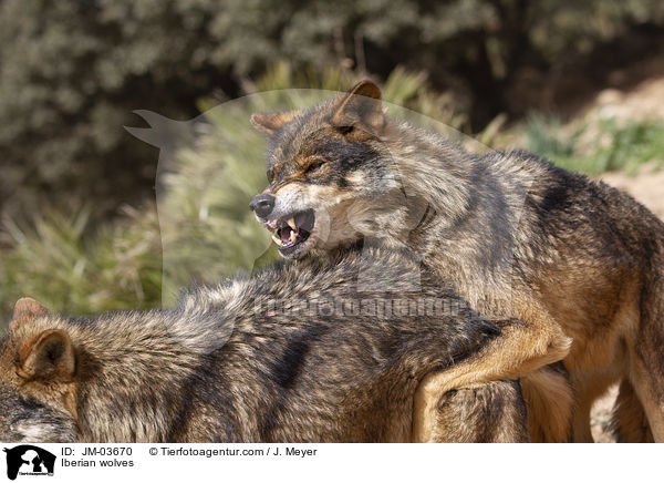 Iberian wolves / JM-03670