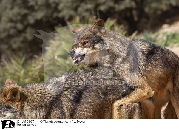 Iberische Wlfe / Iberian wolves / JM-03671