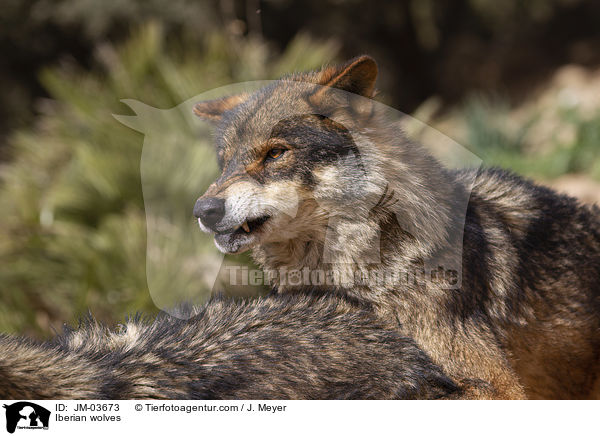 Iberische Wlfe / Iberian wolves / JM-03673