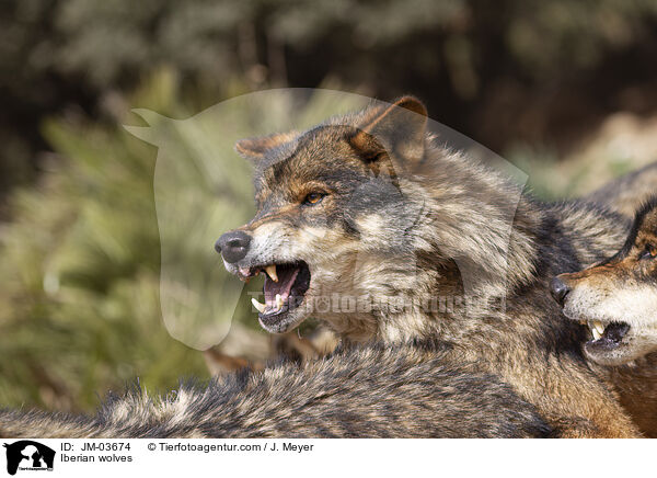 Iberische Wlfe / Iberian wolves / JM-03674