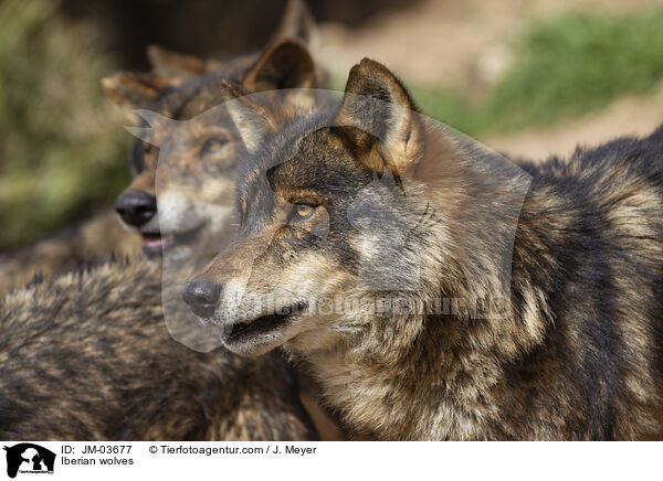 Iberian wolves / JM-03677