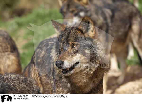 Iberian wolves / JM-03678