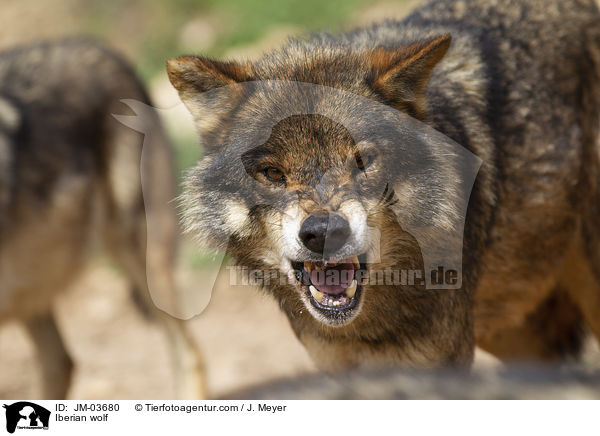 Iberischer Wolf / Iberian wolf / JM-03680