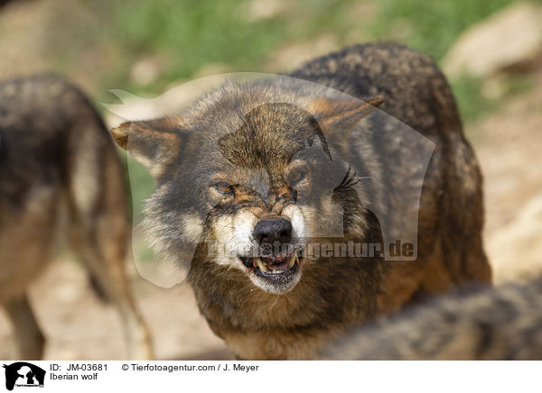 Iberischer Wolf / Iberian wolf / JM-03681