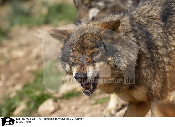Iberian wolf / JM-03682