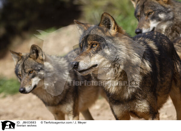Iberische Wlfe / Iberian wolves / JM-03683