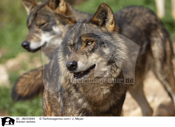 Iberian wolves / JM-03684