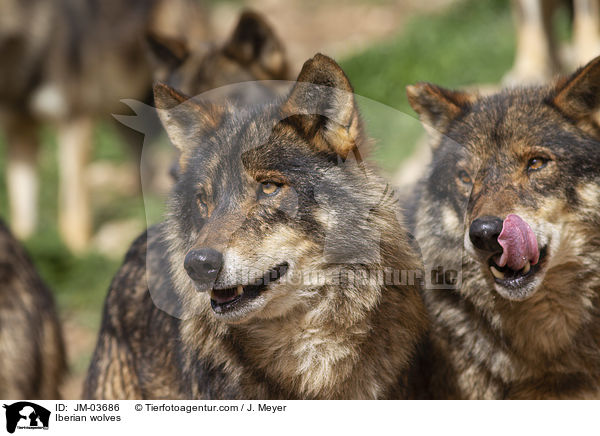 Iberian wolves / JM-03686