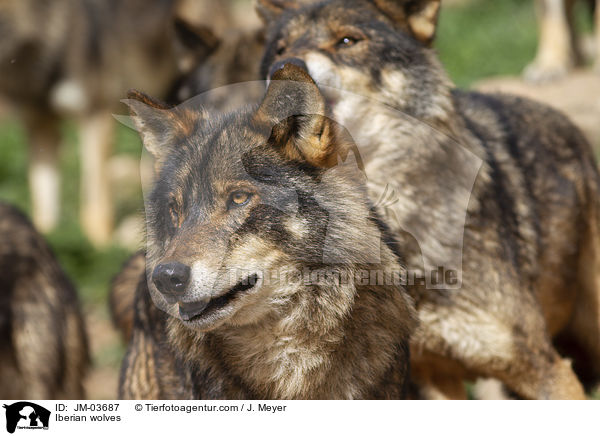 Iberian wolves / JM-03687