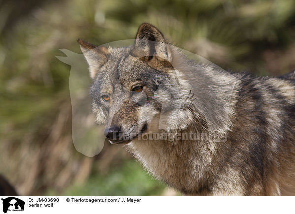 Iberian wolf / JM-03690