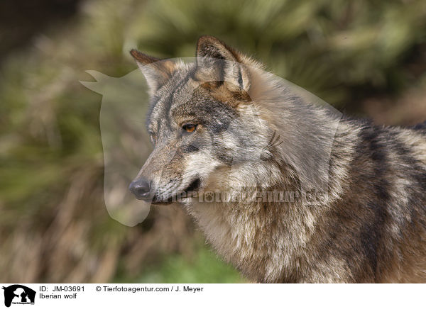 Iberian wolf / JM-03691