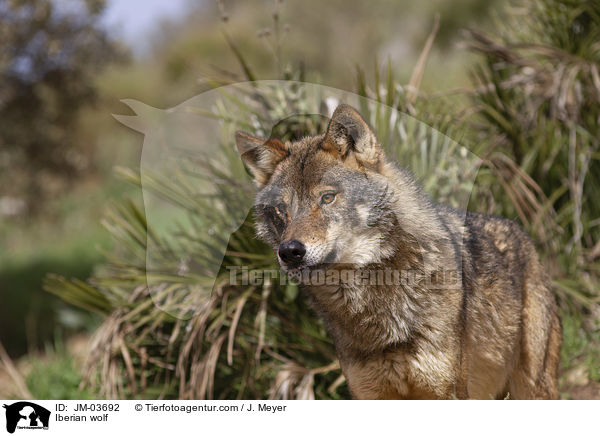 Iberian wolf / JM-03692