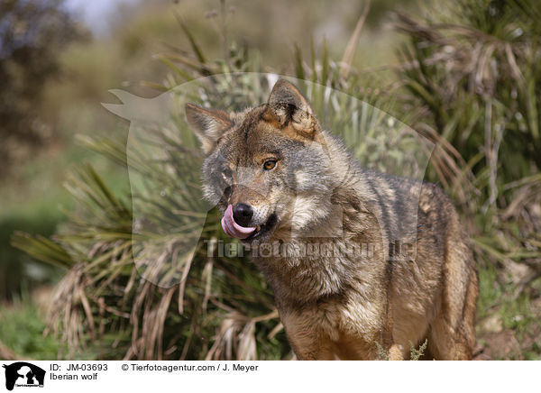 Iberian wolf / JM-03693
