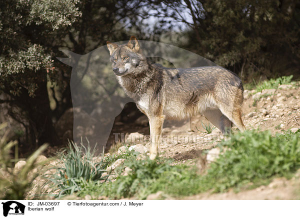 Iberian wolf / JM-03697