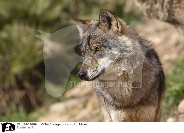 Iberian wolf / JM-03698