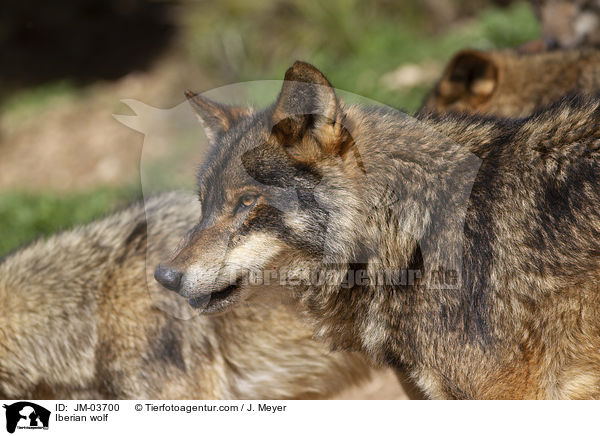 Iberian wolf / JM-03700