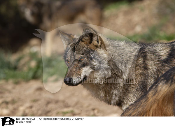 Iberian wolf / JM-03702