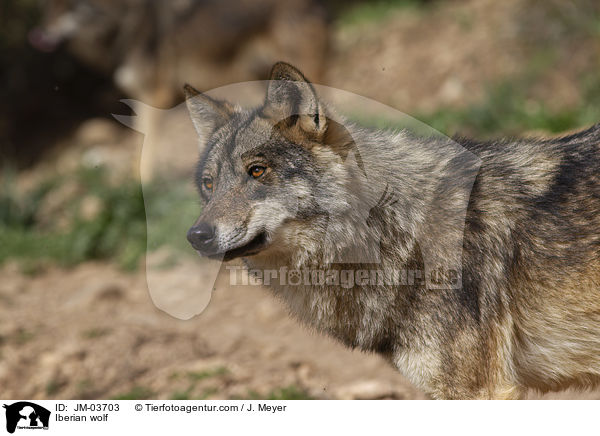 Iberian wolf / JM-03703