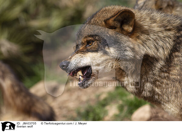 Iberischer Wolf / Iberian wolf / JM-03705