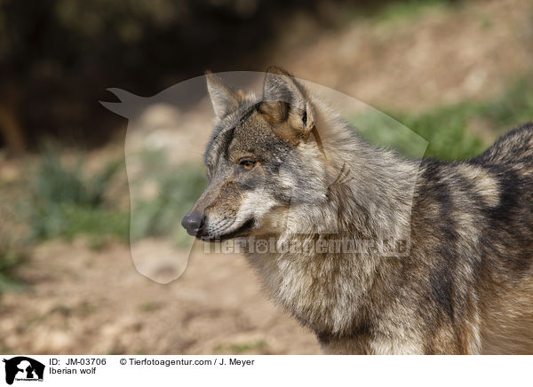 Iberian wolf / JM-03706