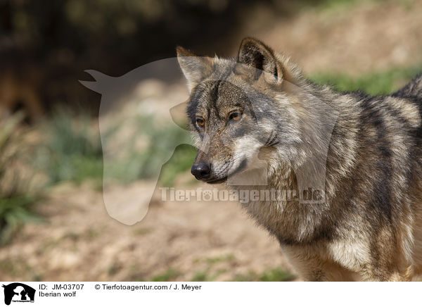 Iberian wolf / JM-03707