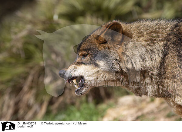 Iberischer Wolf / Iberian wolf / JM-03708
