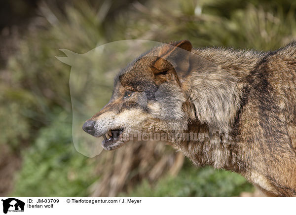 Iberischer Wolf / Iberian wolf / JM-03709