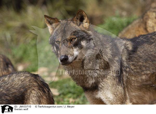 Iberian wolf / JM-03710