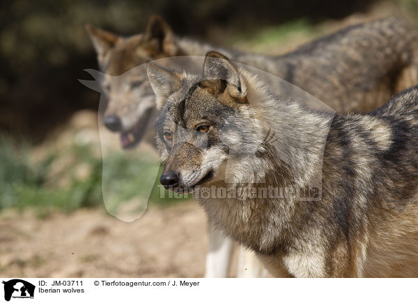 Iberian wolves / JM-03711
