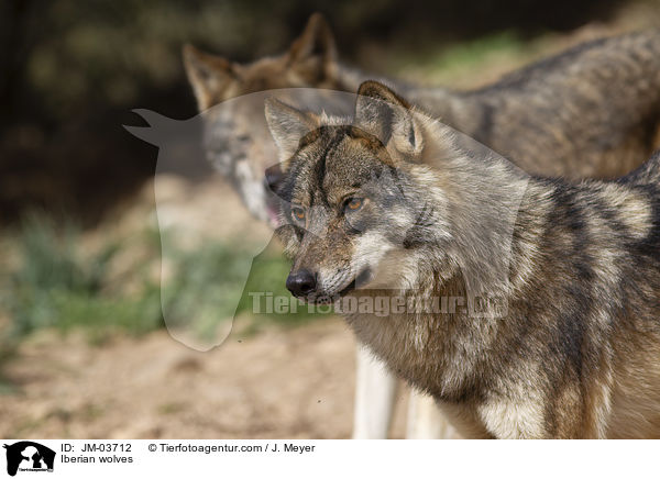 Iberian wolves / JM-03712