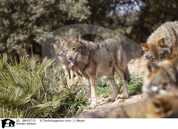 Iberische Wlfe / Iberian wolves / JM-03713