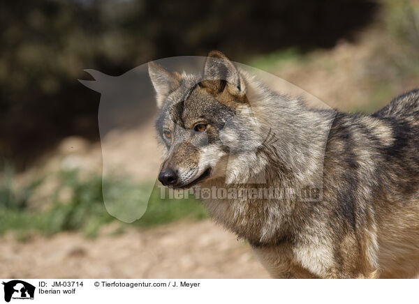 Iberischer Wolf / Iberian wolf / JM-03714