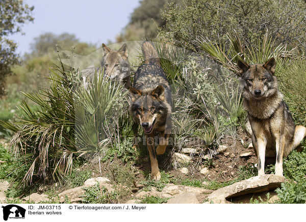Iberian wolves / JM-03715