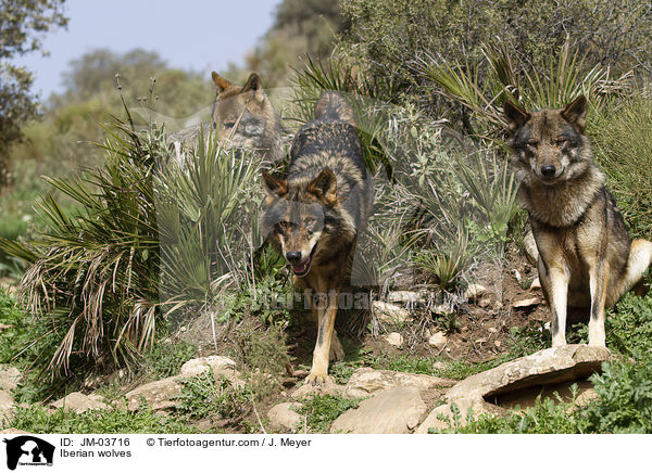 Iberian wolves / JM-03716