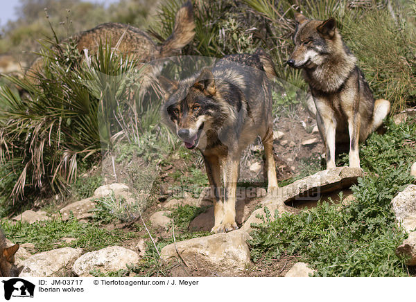 Iberian wolves / JM-03717